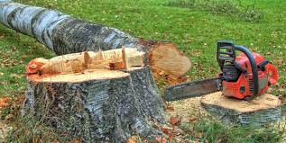 Best Tree Risk Assessment  in Laurel, VA