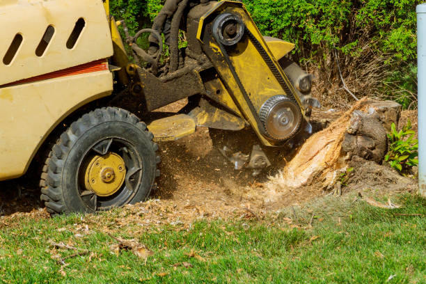 Best Tree Removal  in Laurel, VA